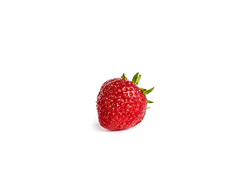 20 Senga Sengana Erdbeerpflanzen - Frigo Pflanzen - Pflanzzeit: März/April - Ernte: Juni - Erdbeersetzlinge/Erdbeerstecklinge - Erdbeerprofi.de