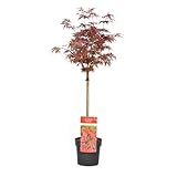 Plant in a Box - Acer palmatum 'Shaina' - Japanischer Ahornbaum winterhart - Rote Blätter - Topf 19cm - Höhe 80-90cm