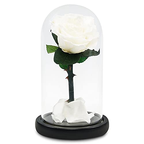 TRIPLE K Rose im Glas - Infinity Rose - Geschenk - Geburtstag, Valentinstag, Hochzeitstag, Verlobung - 3 Jahre haltbar - inkl. Grußkarte - weiß