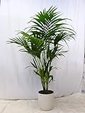 [Palmenlager] Howea forsteriana - Kentia Palme - 120 cm/Zimmerpflanze - Zimmerpalme