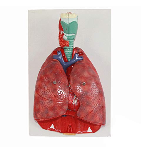 N  A Modell Der Menschlichen Lunge Und des Atmungssystems, 3/4-Modell In Lebensgröße, Besteht Aus 7 Abnehmbaren Teilen, Einschließlich 2 Teilen Herz Und Abnehmbarem Kehlkopf