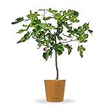 Bloomify® Feigenbaum 'Flavio' | 80 bis 110 cm großer winterharter Feigenbaum | ertragreiche und pflegeleichte Feige für Garten oder Topf | besonders süße, leckere Früchte