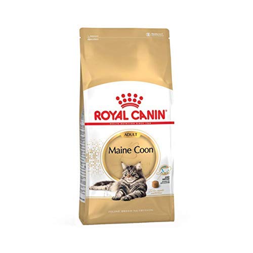 Royal Canin Main Coon 31-Trockenfutter für ausgewachsene Katzen, 2 kg
