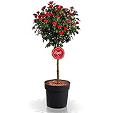 Zepeti - fun & easy Zepeti Rosenstämmchen, Ministamm, Rosenpflanze, winterhart, für Garten, Terrasse, Balkon oder Kübel, rote Blüten, 6 Liter Topf