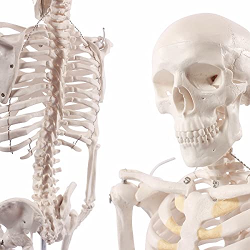 Cranstein A-117 Mini-Skelett Modell, 85cm - Anatomie-Modell als Lernmodell oder Lehrmittel (anatomisch)