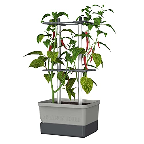 Charly Chili - Chilitopf - 4,5 L Wassertank mit Bewässerungssystem - stabile, Innovative Rankhilfe - 10 L Erdvolumen - für Chili, Paprika, Auberginen - Pflanzgefäß Blumentopf Pflanzturm (Hellgrau)