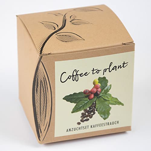 Geschenk-Anzuchtset Kaffeestrauch Arabica