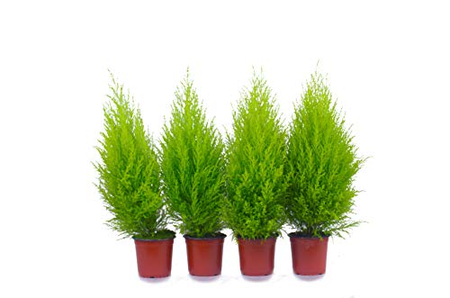 Top Zypressen 4 Stück in 70cm A1 Qualität MPS kontrolliert Unsere Pflanzen sind bereits für Sie vorgedüngt