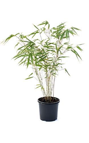 Bambus Fargesia rufa winterhart, horstig und schnell-wachsend, ideal als Sichtschutz 40-60 cm hoch