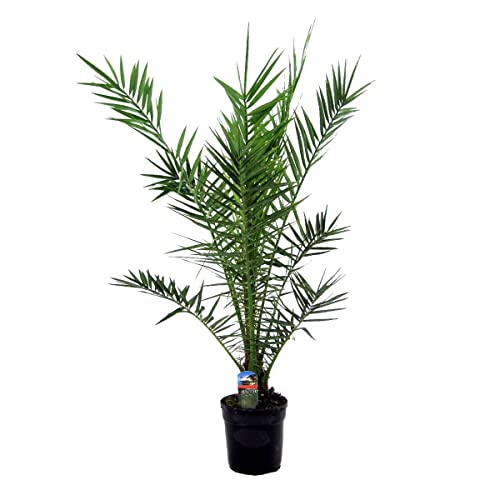 Phoenix Canariensis – Dattelpalme – Palme – Immergrün – ⌀21 cm – 100-110 cm