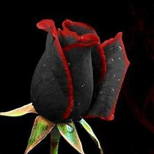 yanbirdfx Blumen Samen für Garten und Balkon-50Pcs / Pack Seltene schwarze Rose mit Red Edge Seeds Hausgarten Pflanze Blumensamen