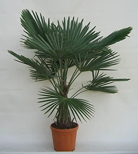 Winterharte Hanfpalme - Trachycarpus fortunei - Gesamthöhe 120-140 cm - Stamm 25-35 cm - Topf Ø 31 cm [8025]