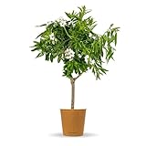 Bloomify® Mandelbaum 'Manolo' | 70 bis 100 cm großer winterhartes Mandelbäumchen | pflegeleichte Mandel für Garten oder Topf | schöne Blüten, süße Mandelkerne, selbstbestäubend