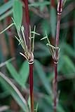 Roter-Bambus Fargesia jiuzhaigou winterhart und schnell-wachsend (100/125 cm hoch)