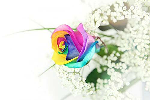 Regenbogen Rose - Einzelne Rose dekoriert mit Schleierkraut und Gräsern - Inklusive gratis Kultvase und gratis Grußkarte!