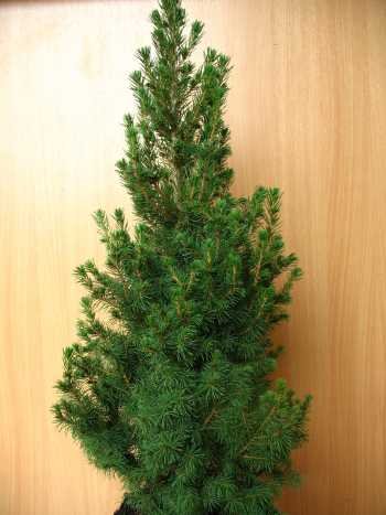 Zuckerhutfichte Picea glauca Conica 70 - 80 cm hoch im 5 Liter Pflanzcontainer