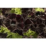 Hängepetunie 'Black', Petunia 'Black', schwarz - im Topf 12 cm, in Gärtnerqualität von Blumen Eber - 12cm