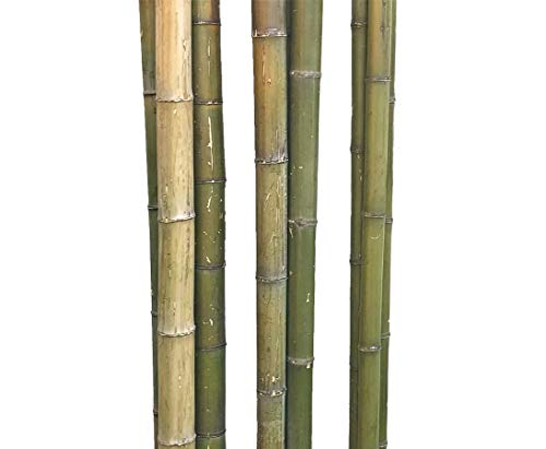 1x Bambusrohr Moso naturgrün geerntet 180cm mit 9 bis 11cm, unbehandelt - Grünes unbehandeltes Bambusrohr