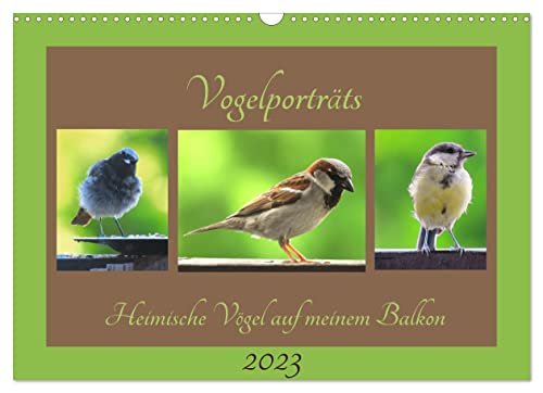 Vogelporträts - Heimische Vögel auf meinem Balkon (Wandkalender 2023 DIN A3 quer), Calvendo Monatskalender