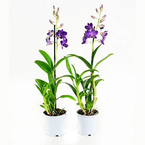 Orchideen von Botanicly – 2 × Dendrobium Sa-Nook – Höhe: 55 cm, 1 Trieb