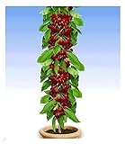 BALDUR Garten Säulen-Kirschen 'Stella', 1 Pflanze, Prunus avium Säulenobst Kirschbaum, winterhart, platzsparende Säule für kleine Gärten, Balkone & Terrassen