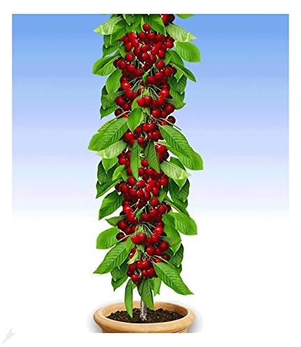 BALDUR Garten Säulen-Kirschen 'Stella', 1 Pflanze, Prunus avium Säulenobst Kirschbaum, winterhart, platzsparende Säule für kleine Gärten, Balkone & Terrassen