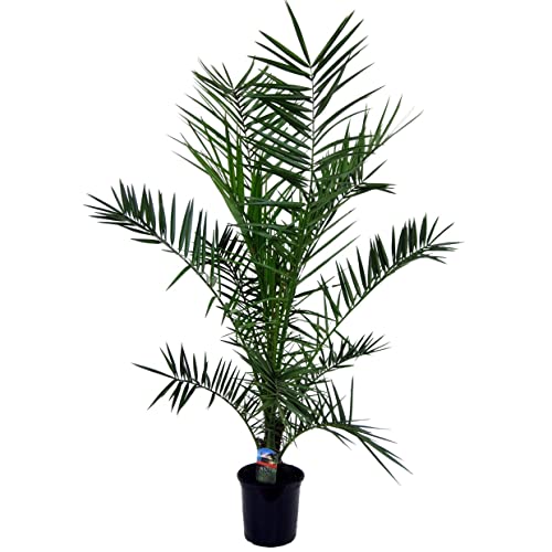 Plant in a Box - Phoenix Canariensis - Kanarische Dattelpalme Winterhart fur draußen - XL - Topf 19cm - Höhe 80-100cm