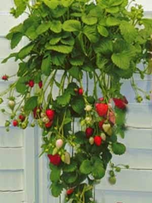 10 Erdbeerpflanzen Hängeerdbeeren Pflanzen im 10er Tray Erdbeeren Pflanzware = 10 Pflanzenx