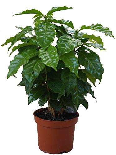 Echter Kaffee Pflanze, (Coffea arabica), Zimmer und Kübelpflanze, (1 Pflanze)