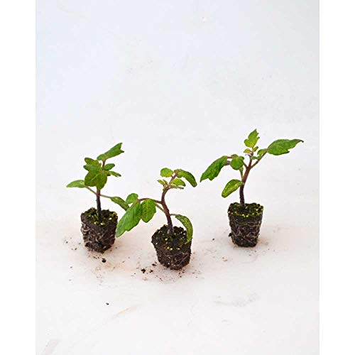 Balkontomate/Strongboy - Red F1 - Solanum lycopersicum - 3 Pflanzen im Wurzelballen
