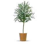 Bloomify® Eukalyptus Stamm 'Eugenia' | 80 bis 110 cm große winterharte Eukalyptus Pflanze | pflegeleichte, echte Eucalyptus Pflanze für Balkon, Terasse oder Garten | herrlicher Duft