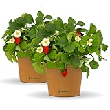 NEU: Bloomify® Erdbeerpflanze 'Enno' | ausgewachsene 20 bis 30 cm große ertragreiche Erdbeere | winterharte und mehrjährige Erdbeer-Pflanze für Garten, Balkon und Topf | besonders süße Früchte