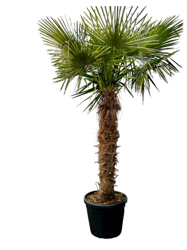 Palme - Winterharte Hanfpalme Trachycarpus Fortune i bis zu -18 mit einem Stamm von 140-160 cm Gesamthöhe 250 cm - A+