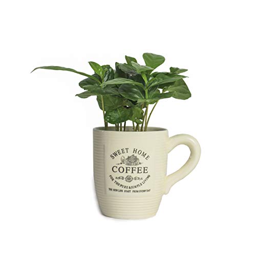 Echte Kaffee Pflanze coffea arabica ca. 30cm - pflegeleichter Kaffeestrauch, Zimmerpflanzen, Zimmerpflanzen Set, grünpflanzen zimmerpflanzen, Kaffeepflanzen (1, Kaffeepflanze mit Tasse)