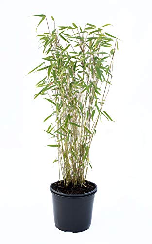 Bambus Fargesia Jumbo winterhart, hortsig und schnell-wachsend, ideal als Sichtschutz, keine Wurzelausläufer (40/60 cm hoch)