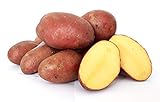 Kartoffeln Desiree vorwiegend festkochend ( halbmehlig ) rote Kartoffel 10 Kg