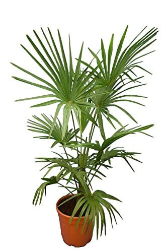 Winterharte Hanfpalme XL - Trachycarpus fortunei - Gesamthöhe 140-160 cm - Topf Ø 36 cm