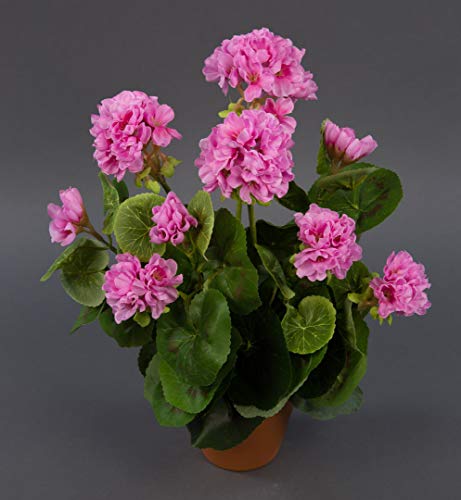 Seidenblumen Roß Geranie 36cm -ohne Topf- LM Kunstpflanzen Kunstblumen künstliche Blumen Pflanzen Pelargonium … (Rosa)