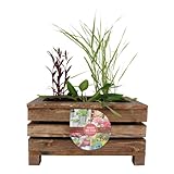 UNUS Garden Miniteich mit DREI Wasserpflanzen, Balkonteich mit Holzkiste, Teichbecken und Pflanzen