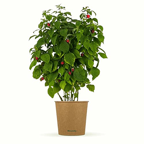 NEU: Bloomify® Bio Himbeerpflanze 'Heidi' | 40 bis 60 cm großer ertragreicher Himbeerstrauch | winterharte und pflegeleichte Himbeere für Garten und Topf | besonders süße, leckere Früchte