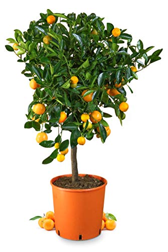 Meine Orangerie Calamondin Mezzo - veredelte Calamondin Orange im 6,5-Liter Topf - echter Citrusbaum - 80 bis 100 cm - Calamansi - fruchtreifer Zitrusbaum in Gärtnerqualität - Mini-Orangenbäumchen