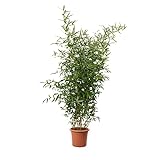 KENTIS - Bambusa Spectabilis - Bambus Pflanze - Echte Winterharte Pflanzen für Garten - Balkon Pflanze - Hoch 145-170 cm Topf Ø 24 cm