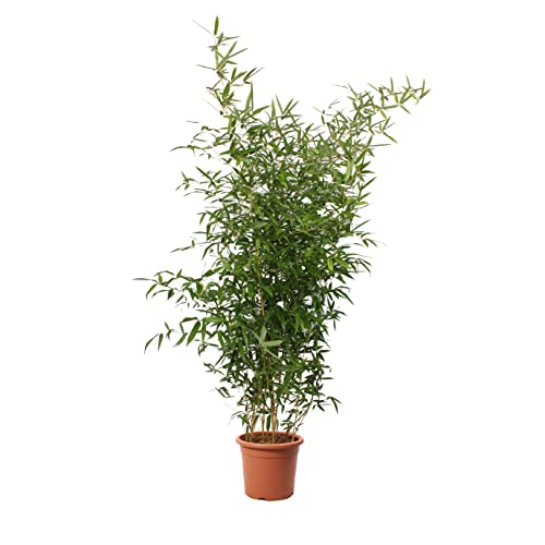KENTIS - Bambusa Spectabilis - Bambus Pflanze - Echte Winterharte Pflanzen für Garten - Balkon Pflanze - Hoch 145-170 cm Topf Ø 24 cm