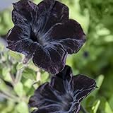 Pflanzen Kölle Petunie 'Viva® Black Ray', hängend, 6er-Set, schwarz, Topf 12 oder 13 cm Ø