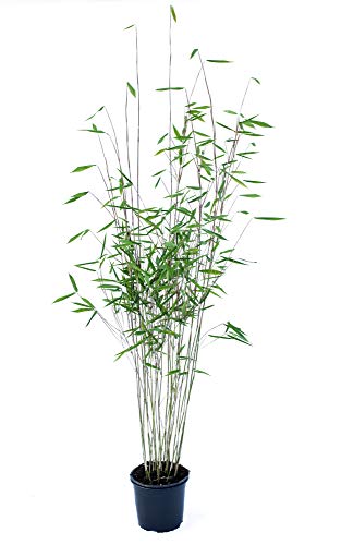 Schwarzer Bambus - Fargesia nitida Black Pearl, winterhart und schnell-wachsend, 80-100 cm hoch