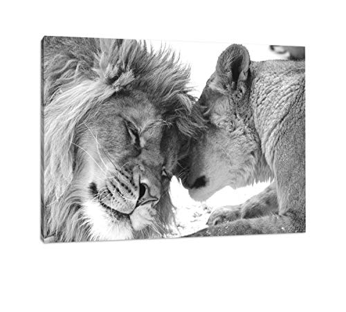 bestforhome - Leinwandbild Schönes bezauberndes kuschelndes Löwenpaar (Löwen) in Afrika in der Savanne! schwarz/weiß auf Leinwand, riesige Bilder fertig gerahmt mit Holzrahmen (80x60 cm)