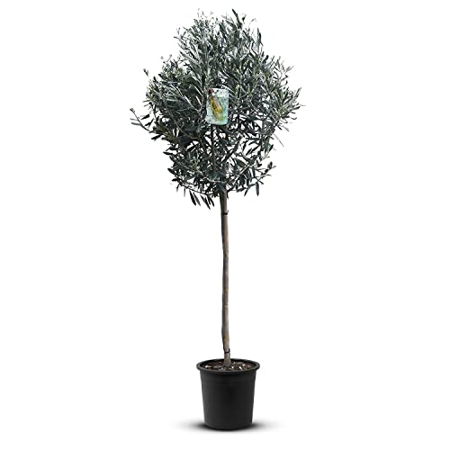 Tropictrees Olivenbaum Hochstamm 160 cm natürlicher Olivenbaum winterhart Stammumfang 6-8 cm fruchtreifes Stämmchen inkl. Topfechter als Garten Deko