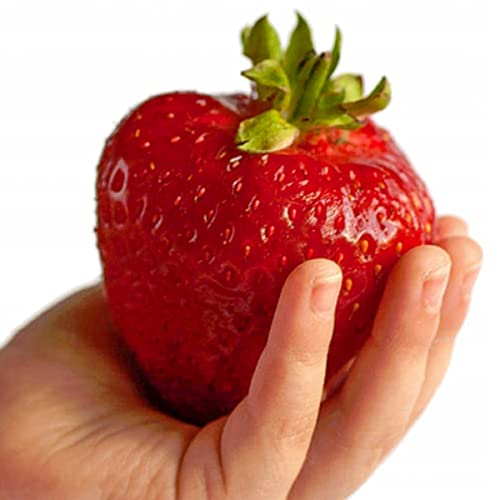 10 Stk. Riesenerdbeer-Setzlinge Sehr Große Früchte - Leckere Erdbeeren - Erdbeeren Pflanzen - Erdbeerpflanzen- Gesundes Obst - Widerstandsfähig - Leicht Anzubauen - für Garten und Balkon - Frigo