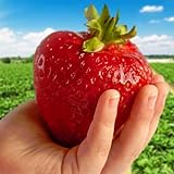 Erdbeerpflanze 'GIGANT' sehr große Früchte ab März - Mega große Früchte - Set mit 10 Pflanzen ERDBEEREN - Mehrjährig, Immertragende, Superobst für Garten