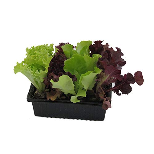 Salatjungpflanzen, Salatjungpflanzen 10er Set , Lactuca sativa var. capitata